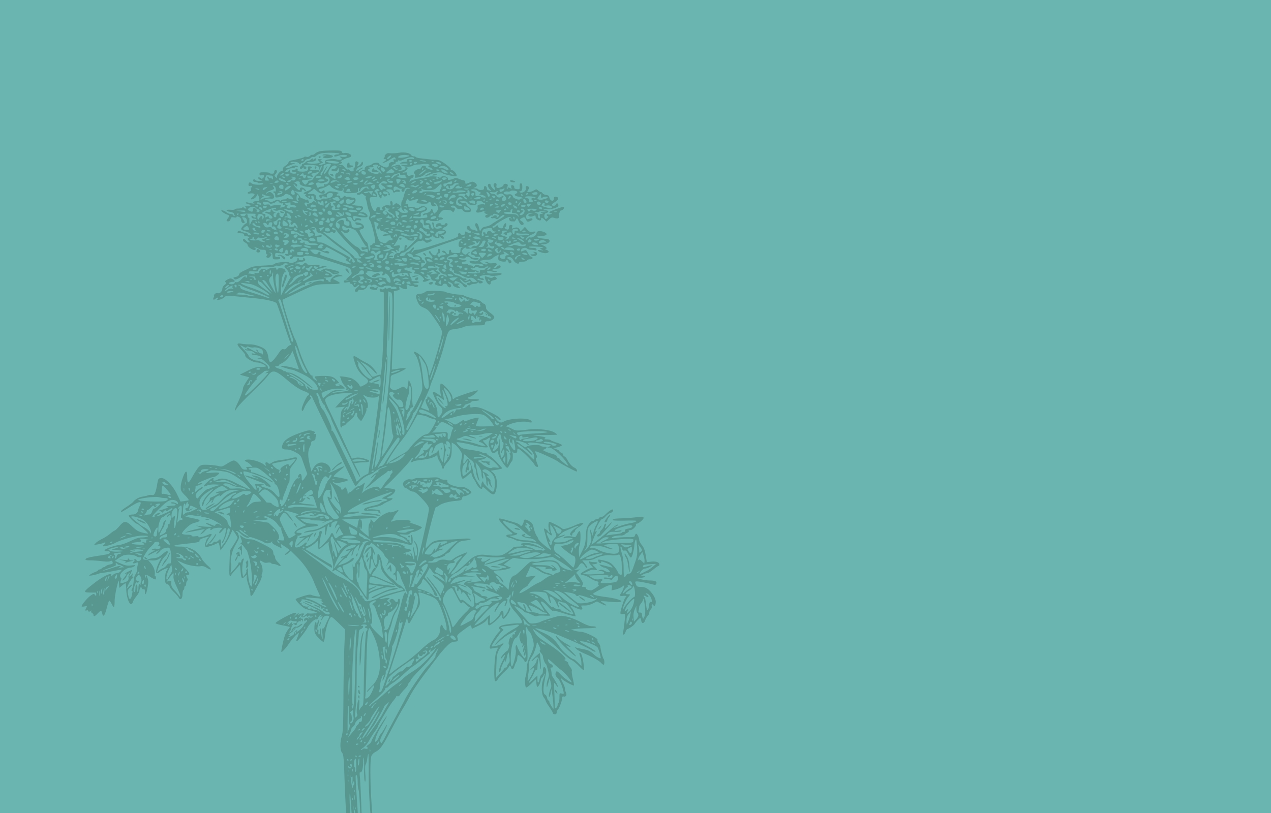 Fond coloré bleu avec une fleur de carotte grise sur la partie gauche.