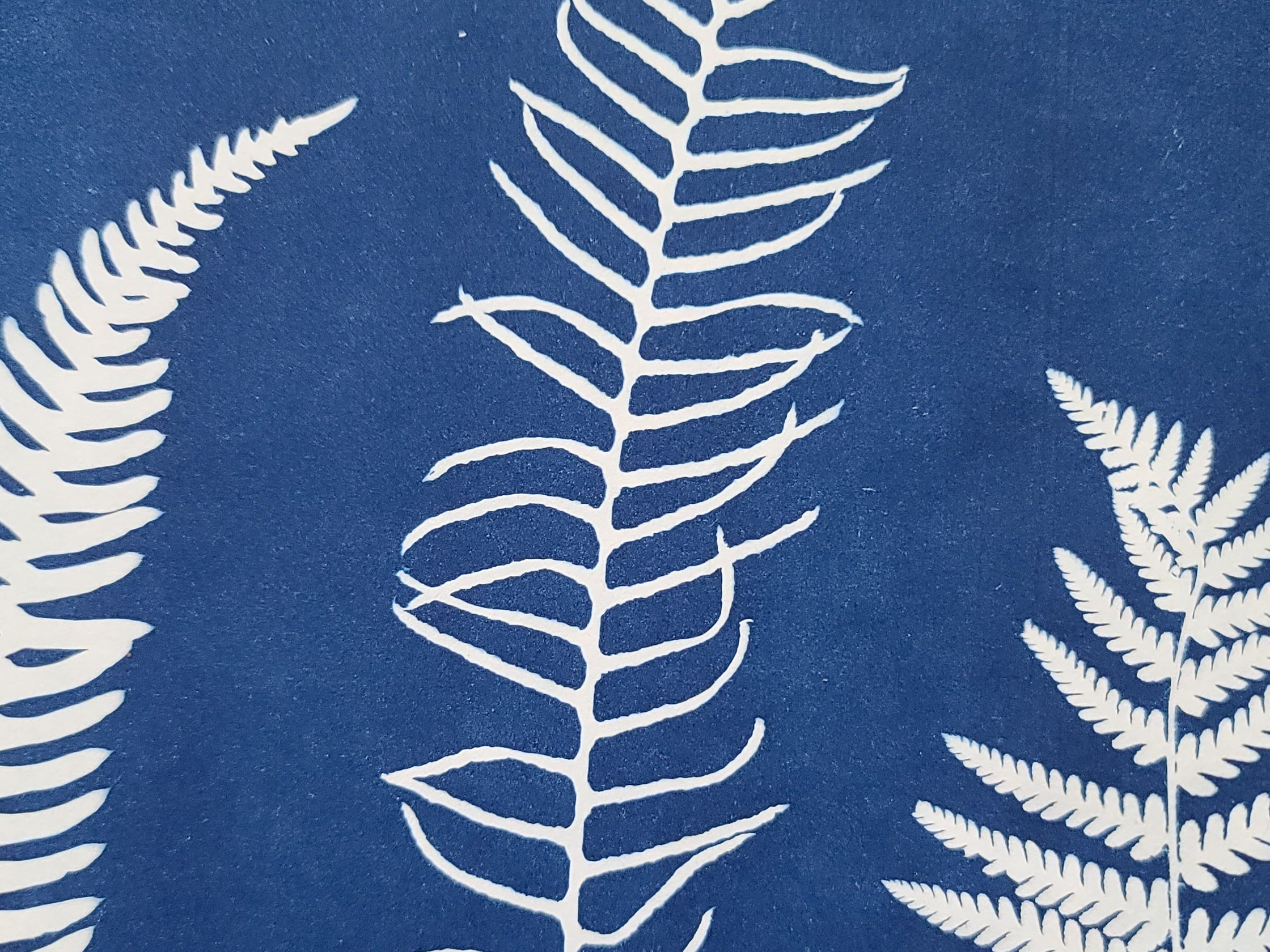 Trois types de fougères différents en cyanotype.