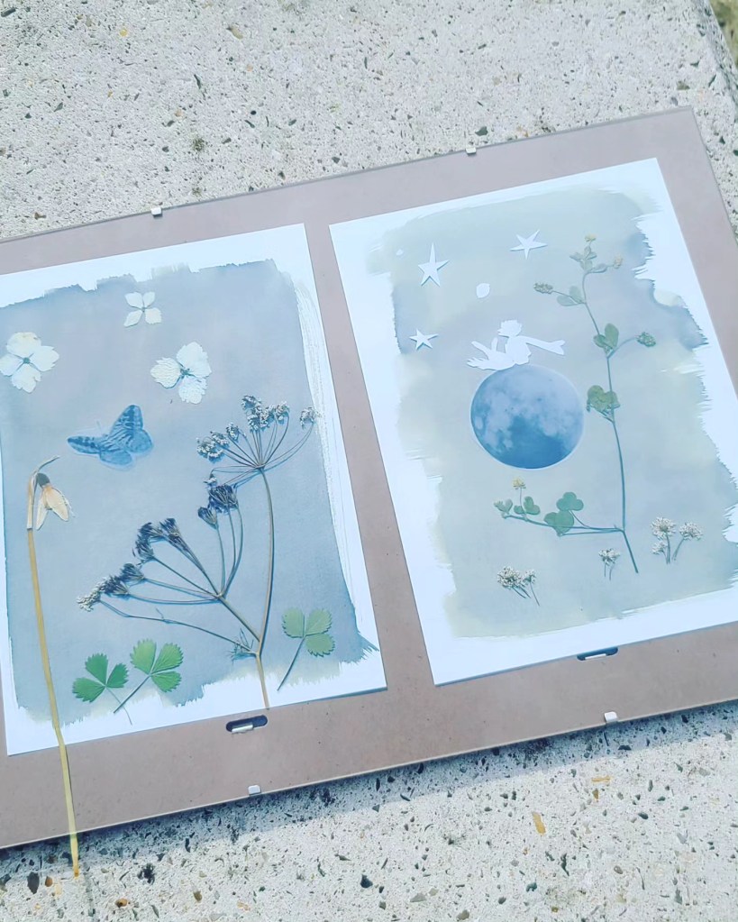 Sixième étape : ensoleillement des cyanotypes, magie du papier qui change de couleur.  